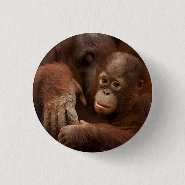 Bóton Redondo 2.54cm Mãe de orangotango e bebê no zoológico (Frente)