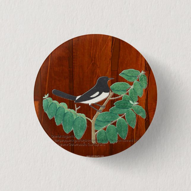 Bóton Redondo 2.54cm Oriental Magpie-Robin (Frente)