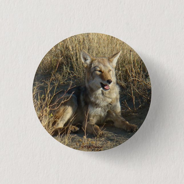 Bóton Redondo 2.54cm R18 Coyote Deitado (Frente)