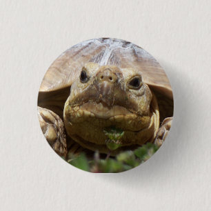 Bóton Redondo 2.54cm Tartaruga de Sulcata