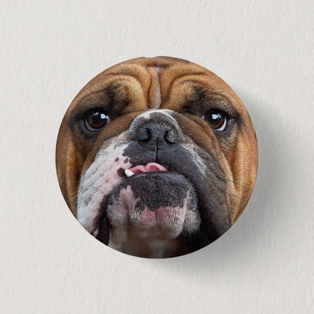 Bóton Redondo 2.54cm Travesseiro decorativo Inglês Bulldog (Frente)