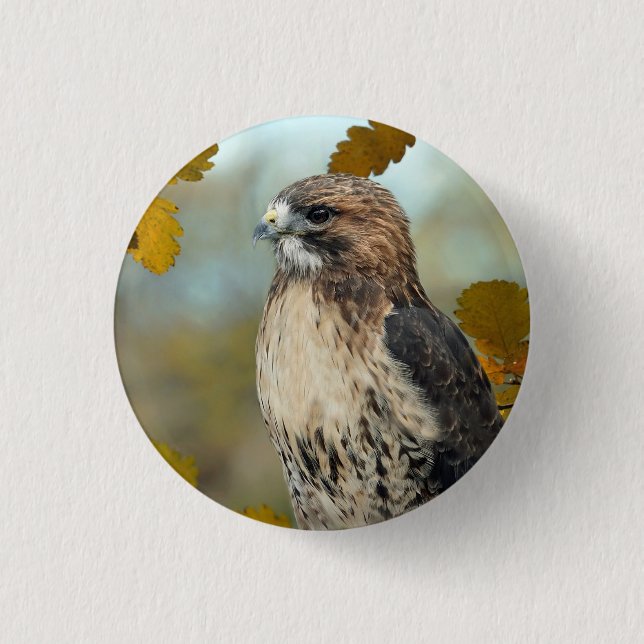 Bóton Redondo 2.54cm Wildlife Red Tailed Hawk Autumn Photo (Frente)