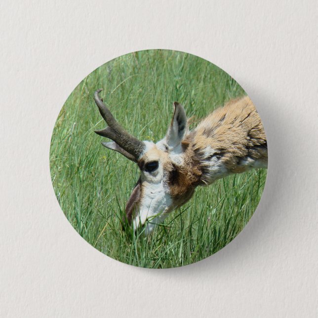 Bóton Redondo 5.08cm A11 Antilope Berrendo (Frente)