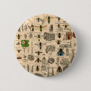 Bóton Redondo 5.08cm Abelhas De Inseto Insetos Vaza História Natural
