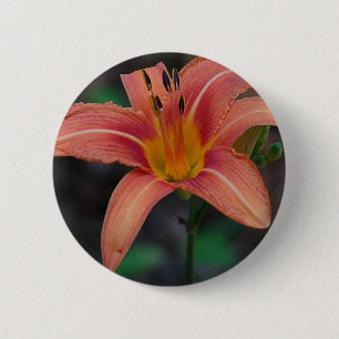 Bóton Redondo 5.08cm Adorável Tawny Daylily Roupa e presentes
