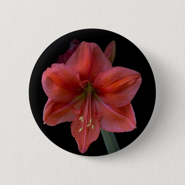Bóton Redondo 5.08cm Amaryllis (Frente)