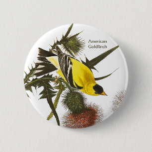Bóton Redondo 5.08cm American Goldfinch por John James Audubon, Bird