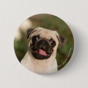 Bóton Redondo 5.08cm Ânsia do filhote de cachorro do Pug da jovem cor