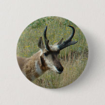 Antilope A12 Pronghorn