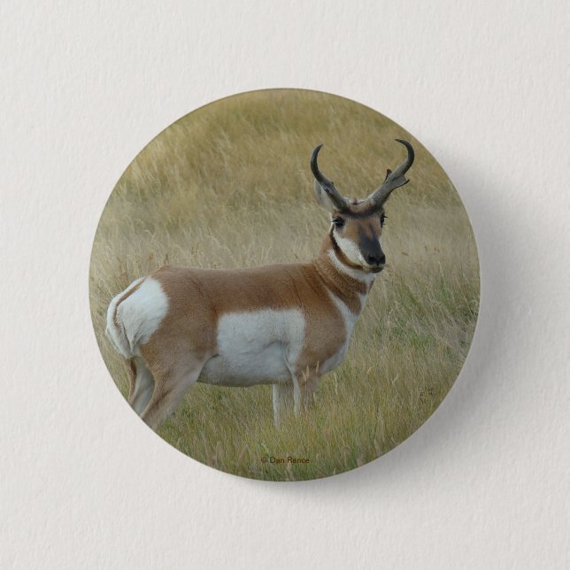 Bóton Redondo 5.08cm Antilope A1 Pronghorn (Frente)