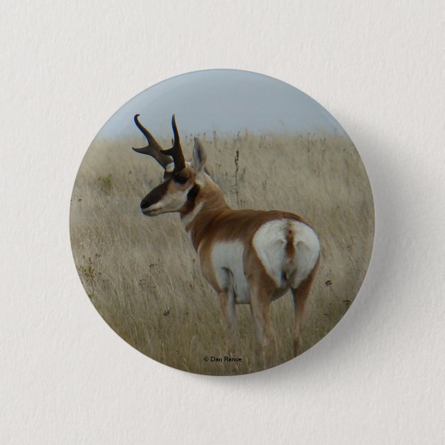 Bóton Redondo 5.08cm Antilope A22 Pronghorn (Frente)