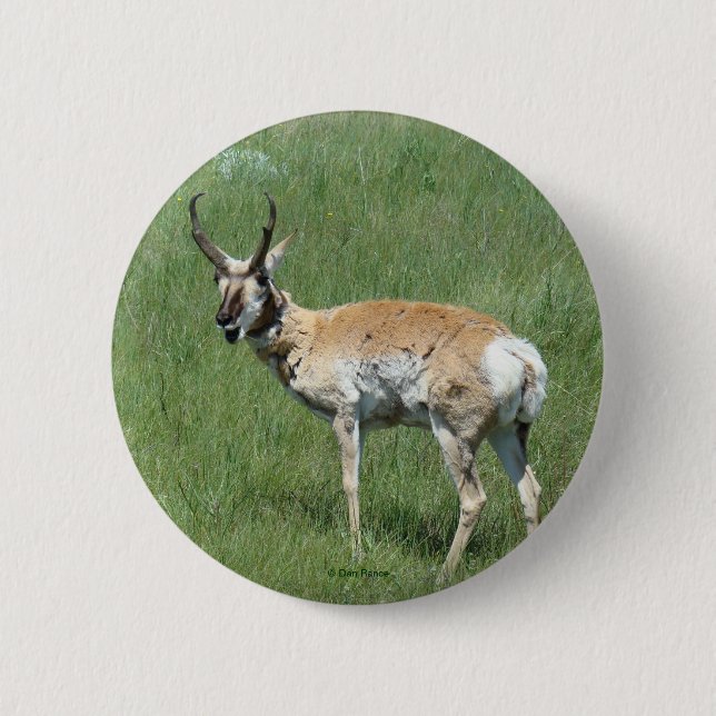 Bóton Redondo 5.08cm Antilope A3 Pronghorn (Frente)