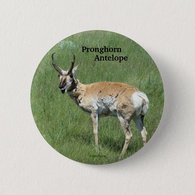 Bóton Redondo 5.08cm Antilope A3 Pronghorn (Frente)