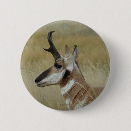 Bóton Redondo 5.08cm Antilope A4 Pronghorn