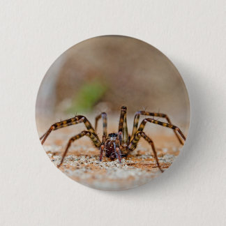 Bóton Redondo 5.08cm aranha a