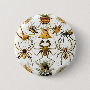 Bóton Redondo 5.08cm Aranhas dos aracnídeos de Ernst Haeckel
