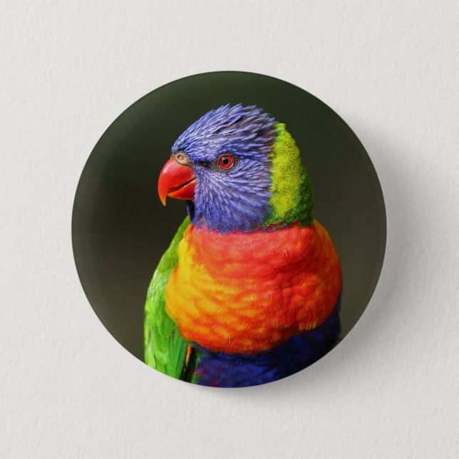 Bóton Redondo 5.08cm Arco-íris Lorikeet (Frente)