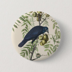 Bóton Redondo 5.08cm Arte da Natureza do Corvo Americano Audubon Vintag