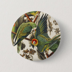 Bóton Redondo 5.08cm Arte de Pássaro do Periquito-da-Carolina Audubon V