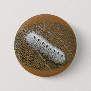 Bóton Redondo 5.08cm Artigos da traça de Tussock da hicória (caryae d
