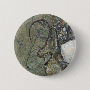 Bóton Redondo 5.08cm Artigos do norte do cobra de água do bebê (siped