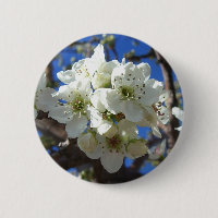 Árvore de pera de Primavera de Flor em Clusters Br