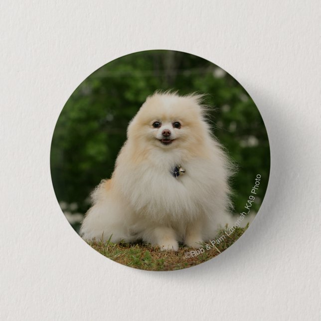 Bóton Redondo 5.08cm Assento de Pomeraning (Frente)