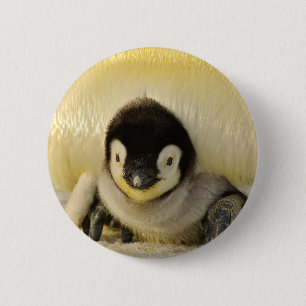 Bóton Redondo 5.08cm Bebê pinguim