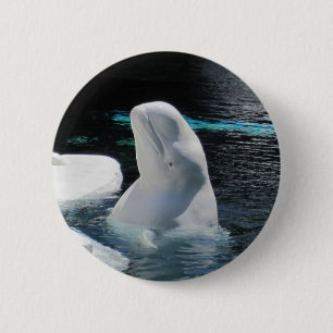 Bóton Redondo 5.08cm Beluga Whale Pin