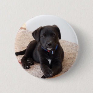 Bóton Redondo 5.08cm Black Labrador Retriever Puppy