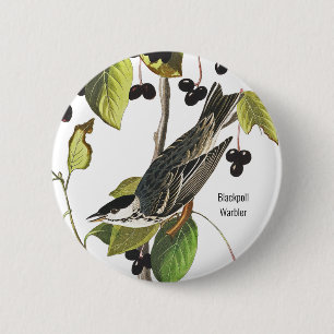Bóton Redondo 5.08cm Blackpoll Warbler, Audubon, Birder Style para Vist