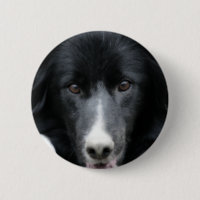Border collie preto enfrenta o botão do cão