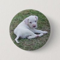Botão americano do filhote de cachorro do buldogue