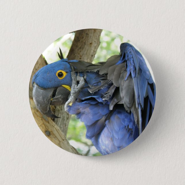 Bóton Redondo 5.08cm Botão azul do Macaw (Frente)