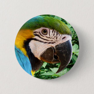 Bóton Redondo 5.08cm Botão azul do papagaio do Macaw