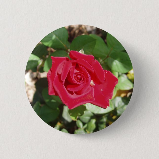 Bóton Redondo 5.08cm Botão de Rosa vermelha bonito (Frente)