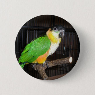 Bóton Redondo 5.08cm Botão do Caique