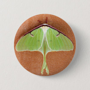 Bóton Redondo 5.08cm Botão do pino Luna Moth