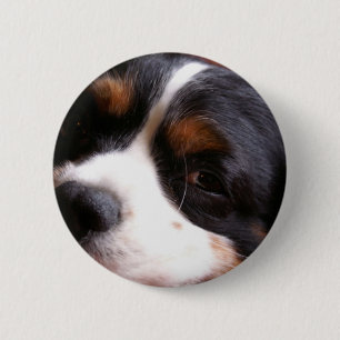 Bóton Redondo 5.08cm Botão do rei Charles Cavalier Spaniel Redondo