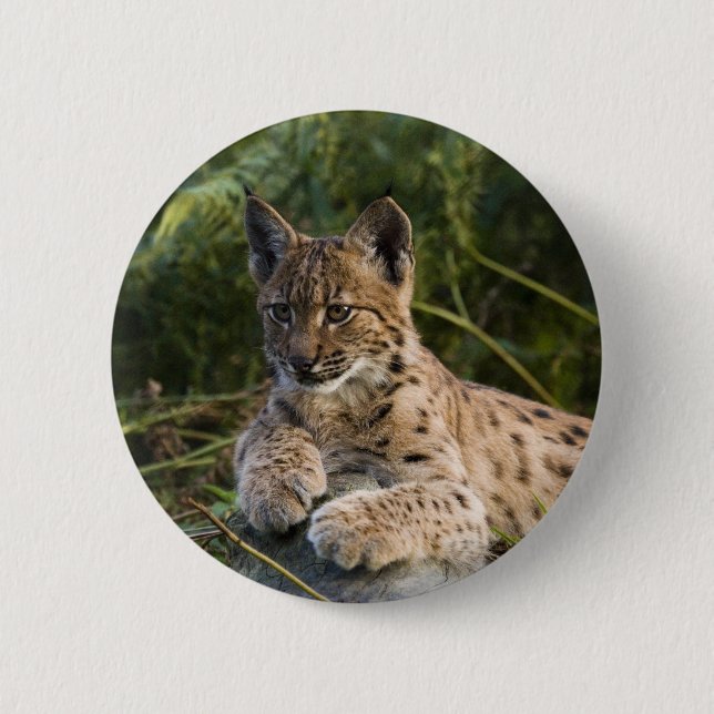 Bóton Redondo 5.08cm Botão - lince (Frente)