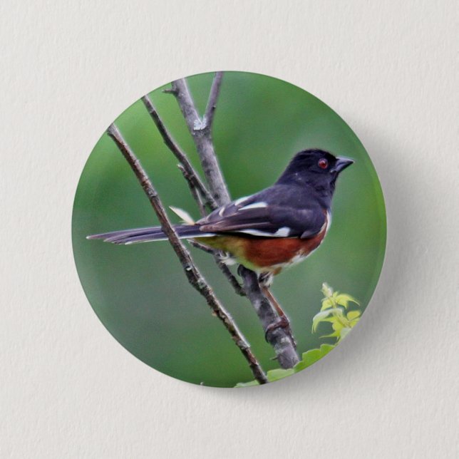 Bóton Redondo 5.08cm Botão oriental do Towhee (Frente)
