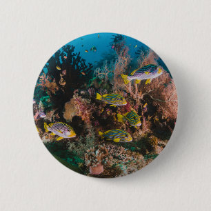 Bóton Redondo 5.08cm Botões Coral Reef