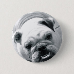 Bóton Redondo 5.08cm Buldogue inglês