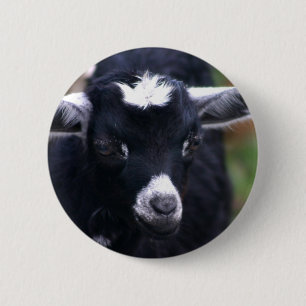 Bóton Redondo 5.08cm Cabra do bebê