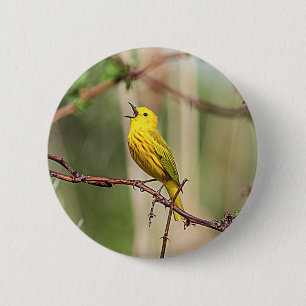 Bóton Redondo 5.08cm Cantor amarelo de Warbler