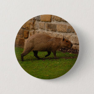 Bóton Redondo 5.08cm capivara