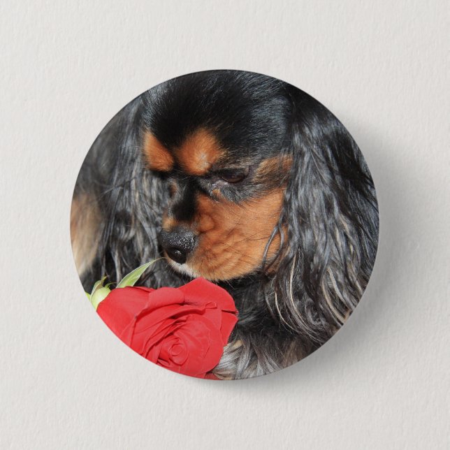Bóton Redondo 5.08cm Cavalier King Charles Spaniel Amoroso (Frente)