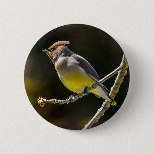 Bóton Redondo 5.08cm Cedar Waxwing Songbird Original Foto de Pássaro Se