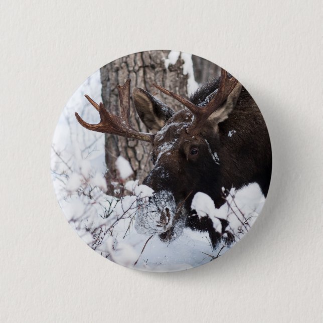 Bóton Redondo 5.08cm Chilly Moose (Frente)