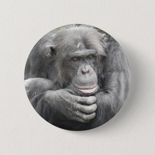 Bóton Redondo 5.08cm Chimpanzé Contemplativo (Frente)
